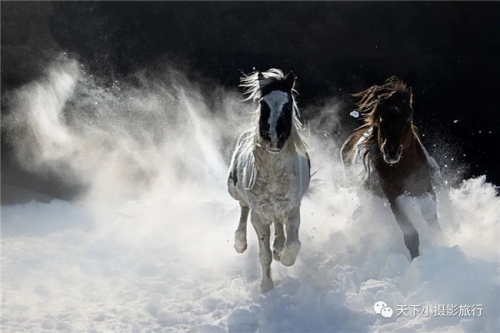 蒙古马，草原魂--骤马逐飞雪11日摄影团