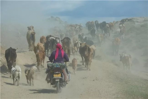 流动的画卷--牧群络绎卷黄沙 北疆哈萨克牧民春季转场摄影创作团