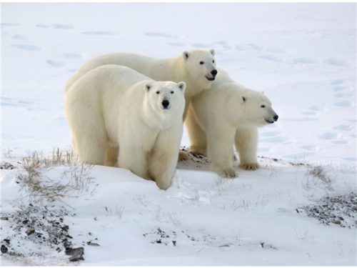 信阳2024年10月俄罗斯北极圈北极熊摄影之旅