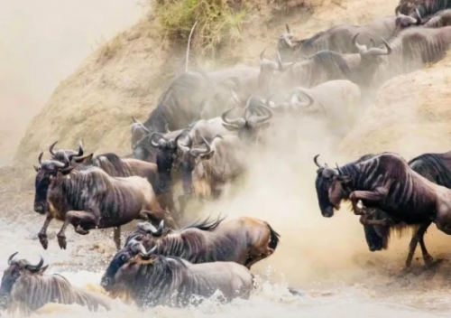 固原2024肯尼亚动物大迁徙13天摄影团