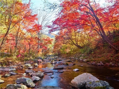 江苏看长白山层林尽染，赏本溪红叶漫天！走进东北的秋天深度摄影团